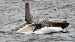 Festival de avistamiento de ballenas jorobadas de Puerto López, cuándo inicia y más detalles